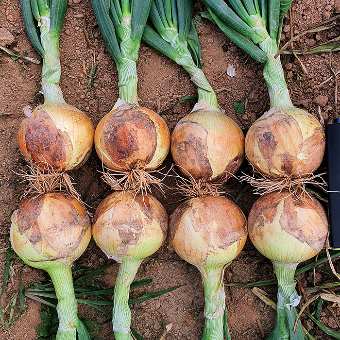 What Does Onion Mean In Korean at Todd Stumpf blog