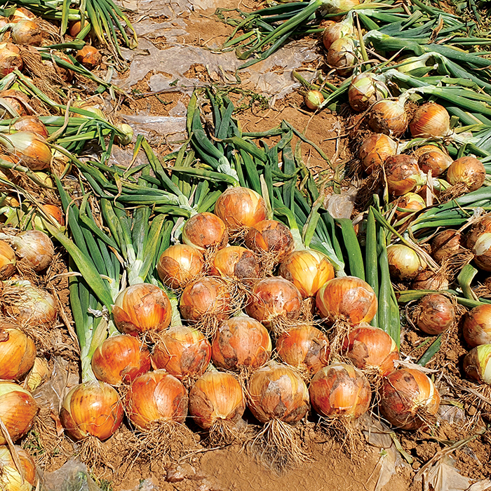 Korean Onion Varieties Jenong S&T, Organic Onion Crops